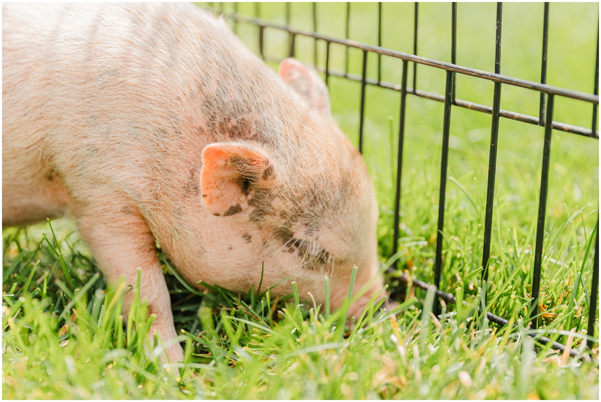 baby pig eating grass