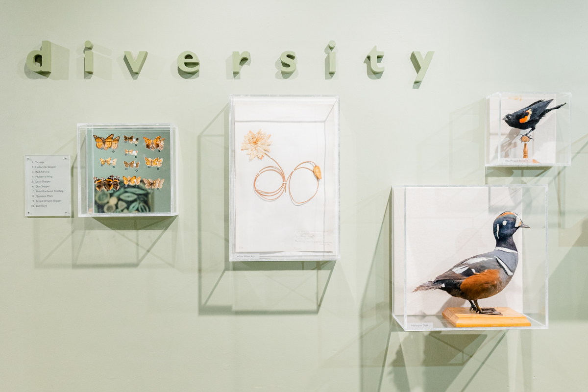 A wall exhibit called "diversity", featuring different butterflies and birds