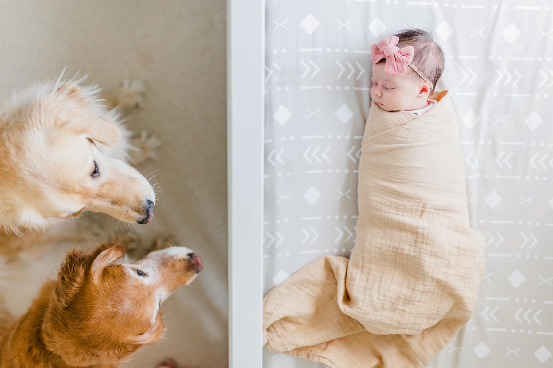two dogs look onto their newborn sleeping sister in a crib magpie kids