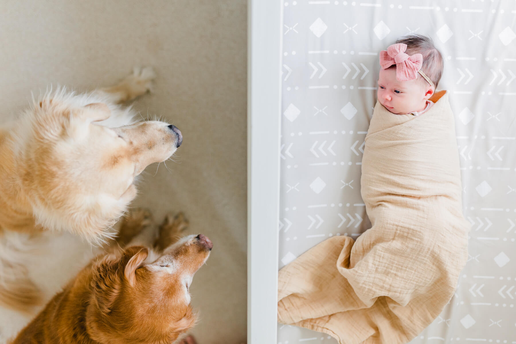 Two golden retrievers look on as a newborn girl lays swaddled in her crib looking at the dogs nightingale midwifery